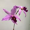 Laelia anceps tipo caliman .